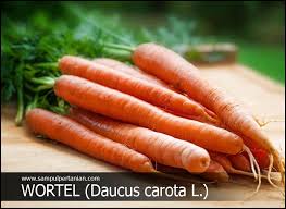 Maybe you would like to learn more about one of these? Wortel Daucus Carota L Mengenal Manfaat Klasifikasi Dan Morfologi Wortel