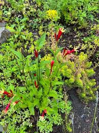 Image result for Spigelia