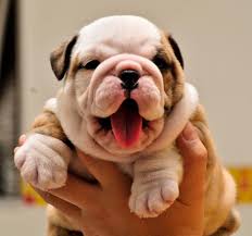 Regardless of breed, all bulldogs are known for characteristics of bulldogs. Eu Quero Um Bulldog Alguem Me Da Um Perros Bulldog Ingles Perros Buldog Ingles Perros Bulldog