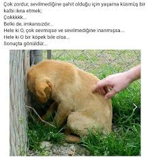 Yinede Elinizden Gelegini Yapin Sevinn Ooy Kiyamam Hayvan Haklari Hayvanlar Resimli Alintilar