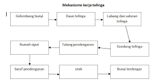 Check spelling or type a new query. Jelaskan Secara Singkat Mekanisme Kerja Telinga Brainly Co Id