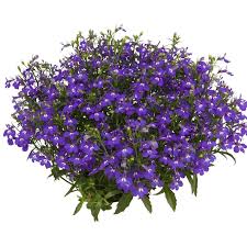 Image result for Lobelia fervens