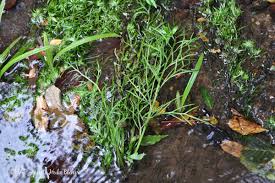 Image result for Ceratopteris