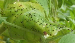 Image result for BLACKFLY ON TOMATO PLANTS