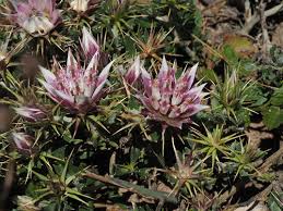 Image result for Macledium zeyheri