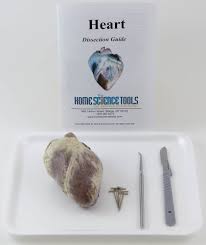 Sheep Heart Dissection Kit Science Tools Science Kits High School Science