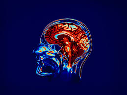 Bargmann watches two colleagues manipulate a microscopic roundworm. The Neuroscientist Who S Building A Better Memory For Humans Wired