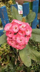Bunga alamanda merupakan jenis tanaman hias yang termasuk golongan perdu berkayu dengan tinggi yang bisa mencapai 2 meter. Euphorbia Milli Bunga Delapan Dewa Steemit