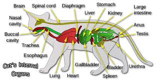 Pin On Va Educational Posters