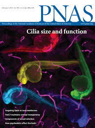 Comparative metatranscriptomics identifies molecular bases for the  physiological responses of phytoplankton to varying iron availability