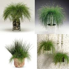 Image result for Isolepis