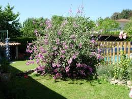 Lavatera In 2021 Garden Pictures English Cottage Garden Cottage Garden