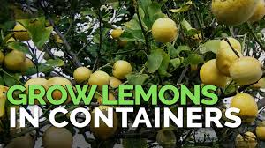 Fruit tree life cycle animation plant seedling. Meyer Lemon Tree Care It S Sweeter Than You Think Epic Gardening