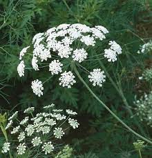 Pin On Flowers For The Garden