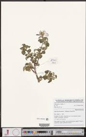 Image result for Heterotis decumbens