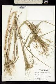 Image result for Heteropogon melanocarpus