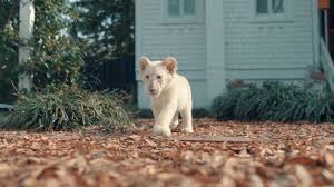 Little does she know the lion escaped from criminals intended to take the cub to an evil trophy hunter named ben percy. Lena And Snowball 2021 Imdb