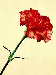 Carnation Carnation Flower Tattoo Carnations Carnation Flower