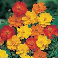 Image result for Cosmos sulphureus
