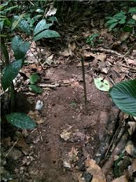 Image result for Thomandersia hensii