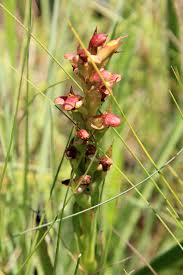 Image result for Diclis reptans