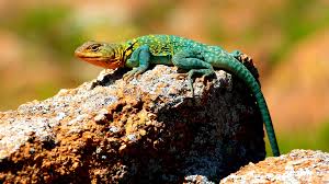 Black And White Lizard Arizona Colorful Collard Lizard Of Oklahoma Lizard Hd Backgrounds Pet Birds
