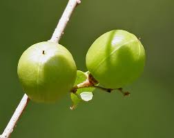 Image result for Cleistanthus schlechteri