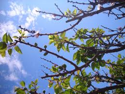 From wikimedia commons, the free media repository. Young Apricot Tree Photo