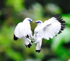 Cara mudah mendapatkan skin angry bear. Jenis Burung Jalak Staling Di Indonesia Dan Dunia Https Jenisburung Co Burung Jalak Staling Di Indonesia Dunia Nature Birds Bird Photo Beautiful Birds