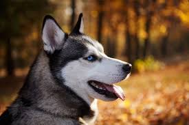 Check spelling or type a new query. So You Think You Want A Husky Here S How To Tell If The Husky Is The Right Breed Match For You Modern Dog Magazine
