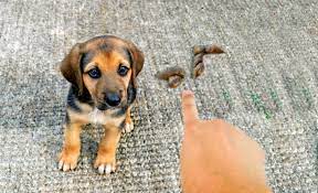 11 Reasons Why Dogs Poop Pee Inside After Being Outside