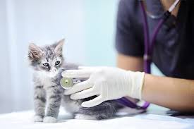 All pets veterinary clinic emphasizes preventative care to keep your pets healthy, while also excelling in medical and surgical procedures when an illness arises. The Importance Of Physical Examinations Dogwood Veterinary Clinic