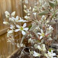 Image result for Amelanchier laevis