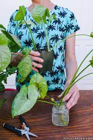 Includes best practices for siting your daisies in the right amount of sunlight, correctly spacing your seeds or plants, proper watering, and pests and diseases to watch out for. Arrowhead Plant Propagation 2 Easy Ways To Propagate Syngonium