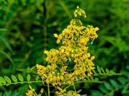 Image result for Senna petersiana