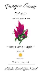 Image result for Celosia pandurata