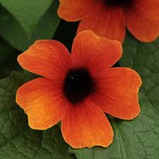 Image result for Thunbergia annua