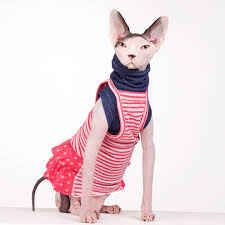 The sphynx cat originated in canada! Sphynx Cat Shirt Pink Lemonade Sphynx Cat Wear