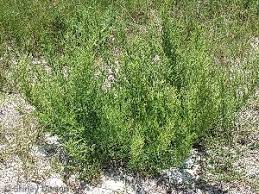 Image result for Suaeda merxmuelleri