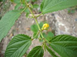 Saga' the traditional vegetable (saget / life at its best: Indigenous Vegetables Eaten In Kenya Nutrition Point