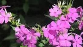 Children's Garden Program : Flower Power