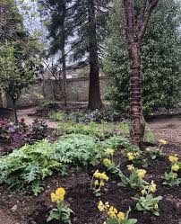 Lovely Woodland Garden In 2020 Woodland Garden Garden Garden Design