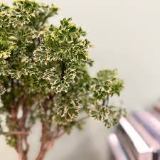 Image result for Polyscias fruticosa