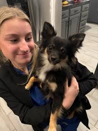 We FOUND Remi… have her mommy call me. She is safe. So darling. 💗  419-260-0135.