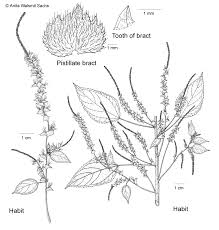 Image result for Acalypha sonderiana