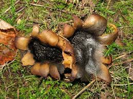 Image result for Scleroderma polyrhizon