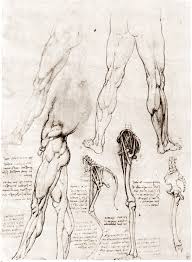 Leonardo Da Vinci Drawings Leonardo Da Vinci Arte Anatomica Rinascimento Italiano