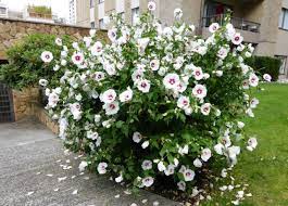 Maybe you would like to learn more about one of these? Hibiscus Syriacus Althea Mauve En Arbre