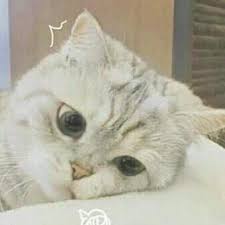 Apa saja perbedaan saham syariah dan saham konvensional yang harus diketahui para investor] Perbedaan Saham Biasa Saham Preferen Dan Obligasi Brainly Co Id