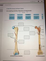 Long bones are one of the five bone types that are classified by shape. Long Bone Labeled Epiphysis Classification Of Bones Seer Training Show Full Abstract Is Rarely Reported 3zaliceo